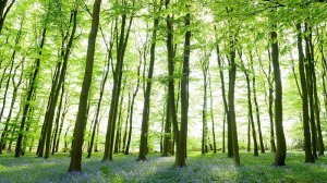 WNC Tree and Woodland Strategy - Share Your Views